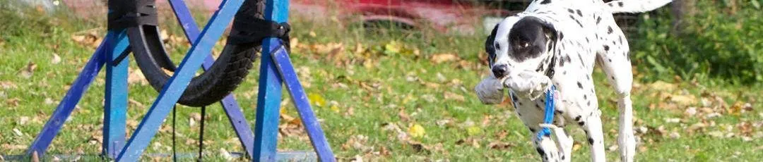 Dalmatiner springt mit Dummy durch den Agility-Reifen