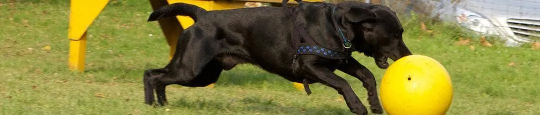 Schwarzer Hund jagt einem gelben Ball hinterher